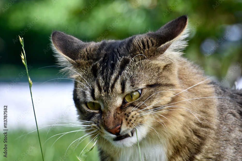 Fototapeta premium Handsome male cat playing outdoors