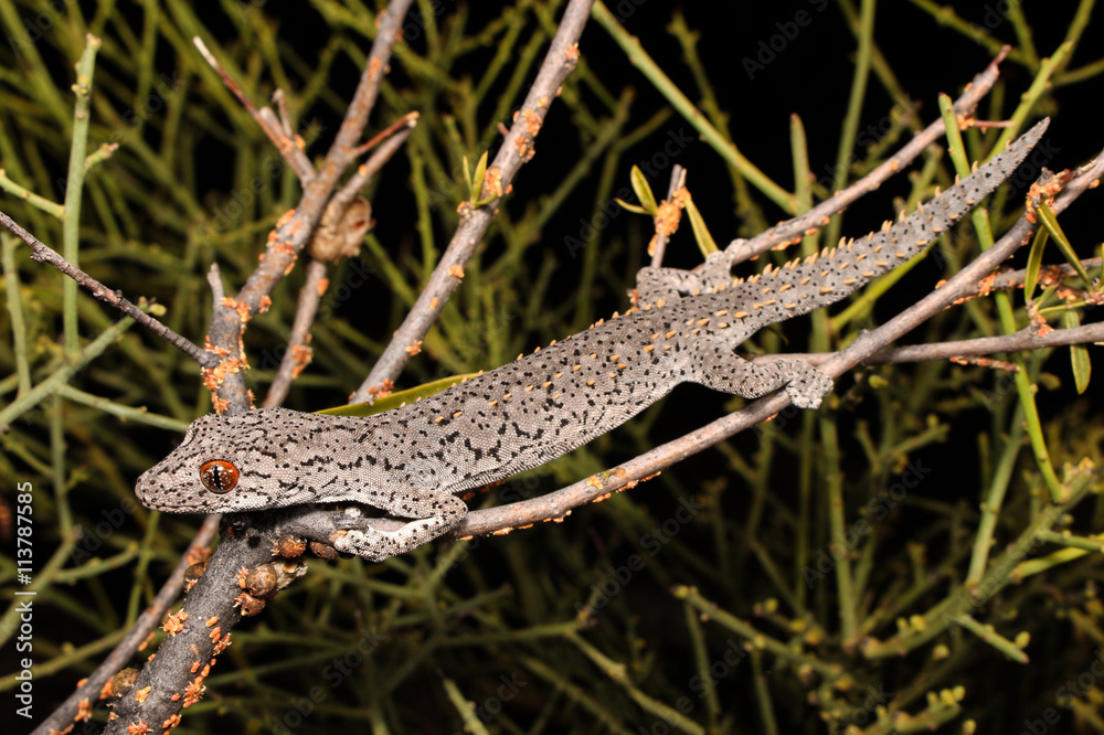 Strophurus is a genus of lizards in the family Gekkonidae. All species ...