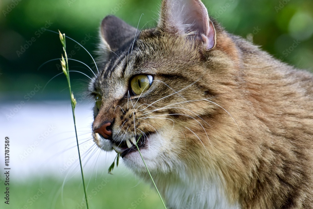 Handsome male cat playing outdoors Handsome male cat playing outdoors
