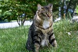 Handsome male cat playing outdoors