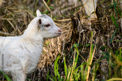 Cute baby goat