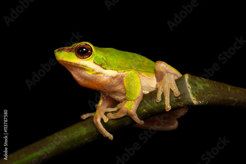 The eastern dwarf tree frog or eastern sedge-frog, is a small and very common tree frog found on the eastern coast of Australia, from around Cairns, Queensland, to around Ulladulla, New South Wales.