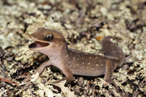 Diplodactylus vittatus, known as the wood gecko or eastern stone gecko is a small gecko found in New South Wales and Queensland. It usually eats insects around dusk.