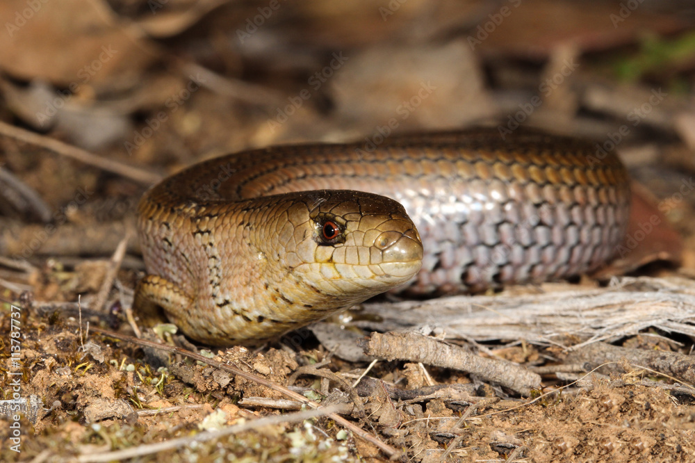 Fototapeta premium Cyclodomorphus michaeli is a species of saurians of the family of Cophoscincopus.