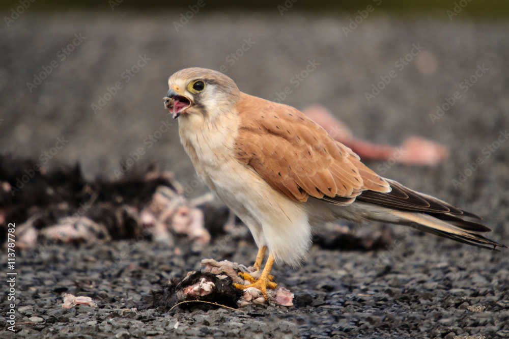 Obraz premium The Australian kestrel or nankeen kestrel is one of the smallest falcons, and unlike many, does not rely on speed to catch its prey.
