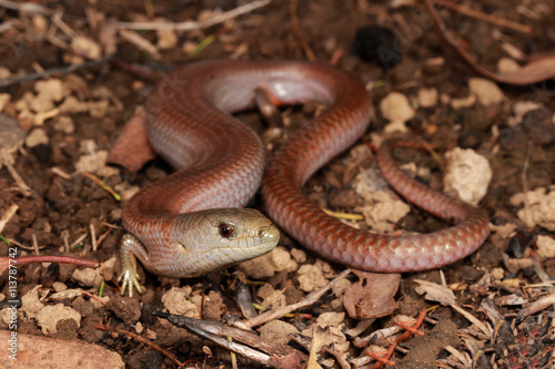 Cyclodomorphus michaeli is a species of saurians of the family of Cophoscincopus.