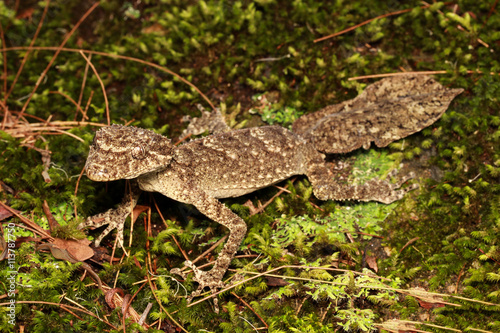 Saltuarius is a genus of larger Australian geckos, known collectively as leaf-tailed geckos. The genus was created in 1993 to accommodate former members of the genus Phyllurus.