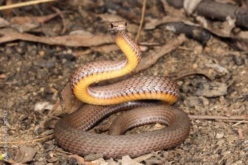 Drysdalia is a genus of snakes, commonly known as crowned snakes, belonging to the family Elapidae. The three species in this genus are venomous, but not considered deadly.