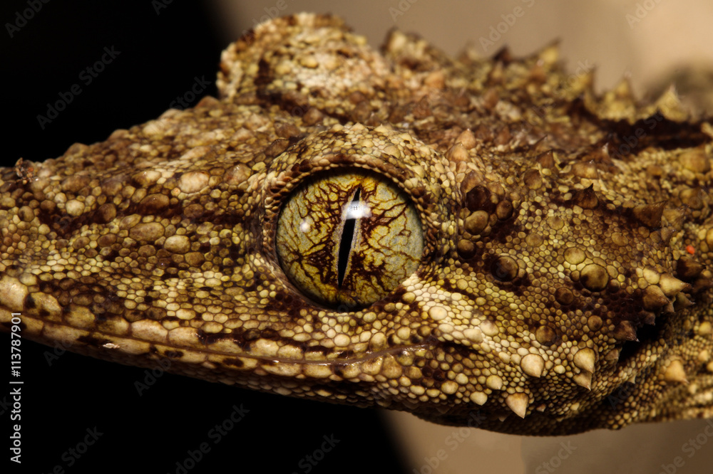 Obraz premium The southern leaf-tailed gecko has two species. One, Saltuarius wyberba, lives in the granite belt of northern New South Wales and southern Queensland, Australia.