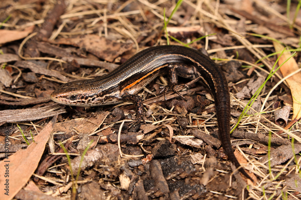 Pseudemoia is a genus of skinks native to southeastern Australia. For similar skinks see genera Bassiana, Lampropholis, and Niveoscincus. Pseudemoia is a genus of skinks native to southeastern Australia. For similar skinks see genera Bassiana, Lampropholis, and Niveoscincus.