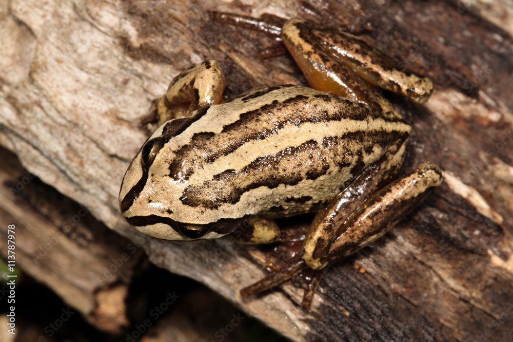 Fototapeta premium The whistling tree frog or Verreaux's tree frog is a frog occurring in Australia. It has been divided into two subspecies, the nominate Verreaux's tree frog and the Verreaux's alpine tree frog.