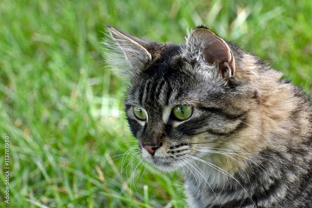 Cute tabby cat laying in grass