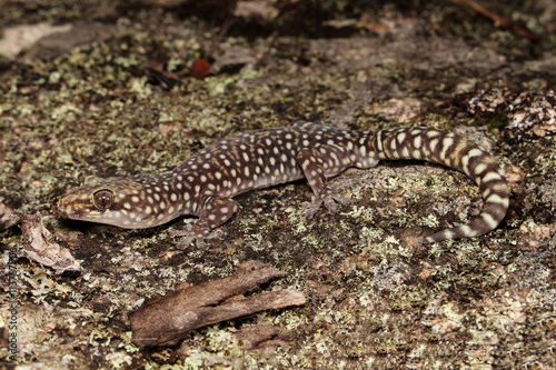 Oedura is a genus of medium to large geckos (Gekkonidae) endemic to Australia.