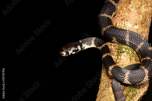 Hoplocephalus is a genus of snakes in the Elapidae family.