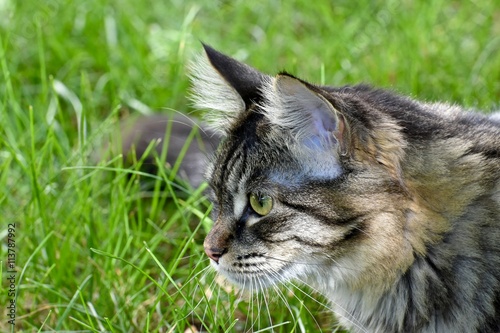 Cute tabby cat laying in grass