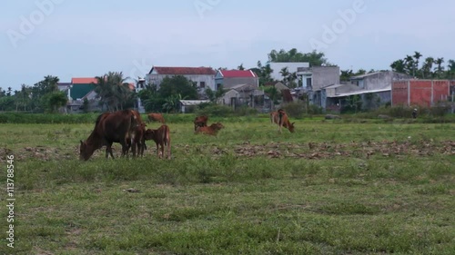 Cows grazing on green meadow. Houses in the background.