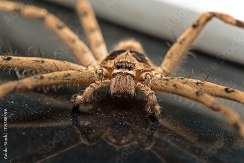 close up of giant house spider, Hairy house spider (Tegenaria domesticus)

