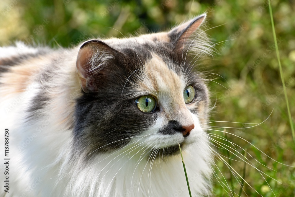 Beautiful long hair calico cat