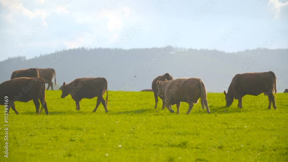 Deep red cattle cow grazing. Deep red cattle cow grazing.