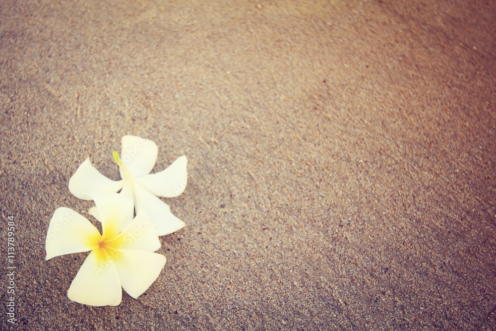 beautiful single flower (plumeria) isolated on empty beach (vintage style) beautiful single flower (plumeria) isolated on empty beach (vintage style)