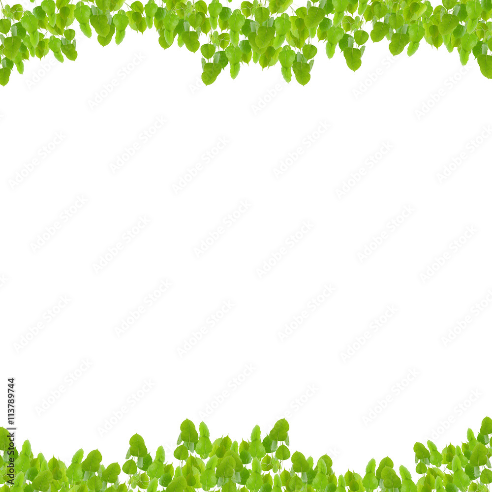Green leaves frame isolated on white background. Green leaves frame isolated on white background.