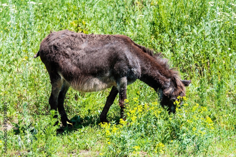 Ass at the farm Ass at the farm