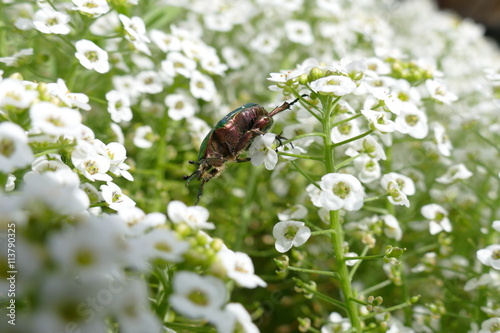 Grosser Goldkäfer, Protaetia aeruginosa photo