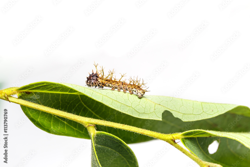 Caterpillar of colour segeant butterfly in 4th instar Caterpillar of colour segeant butterfly in 4th instar