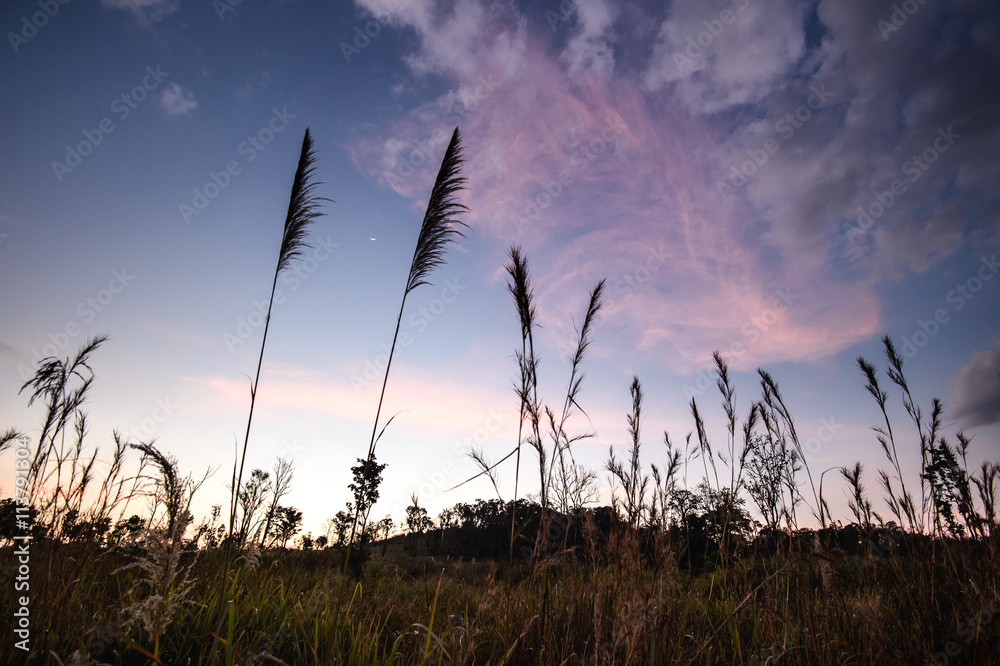 Obraz premium Nature landscape