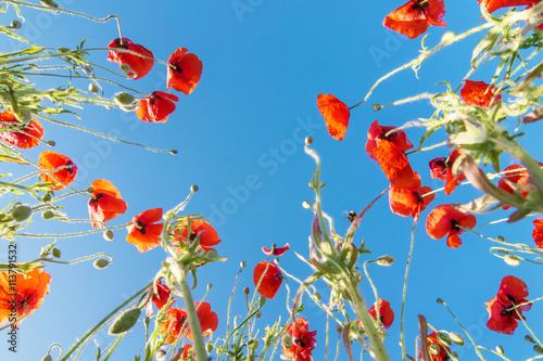 Fototapeta Naklejka Na Ścianę i Meble -  poppy flower