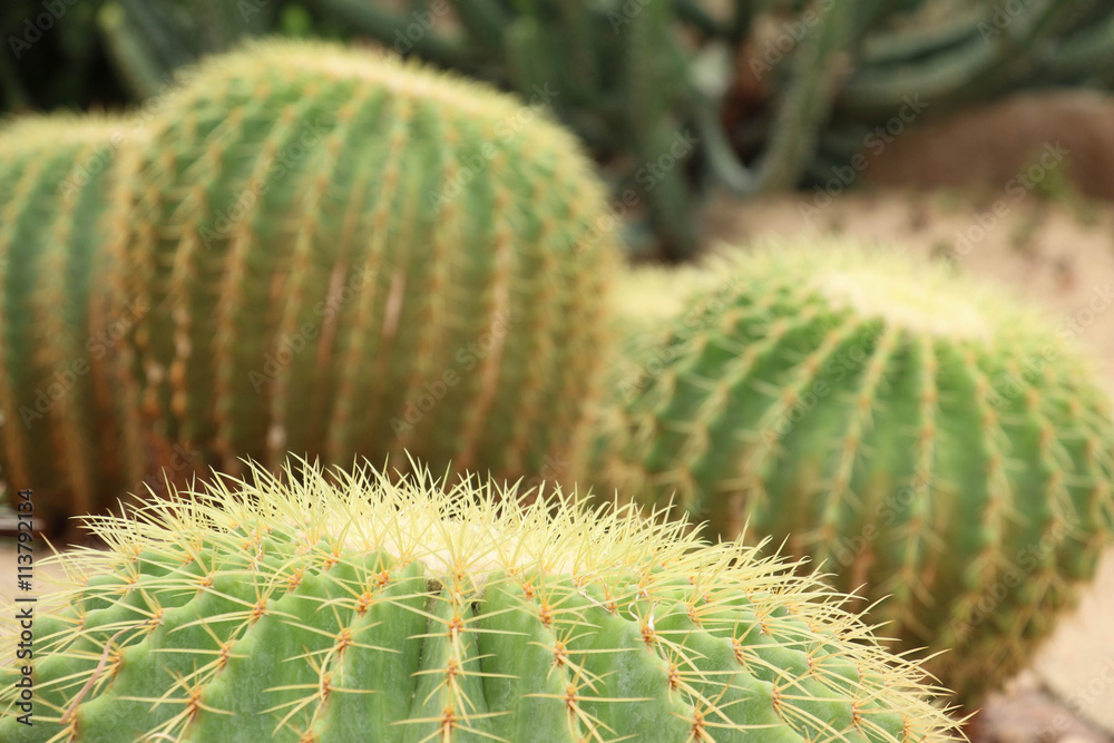 Cactaceae: Echinocactus grusonii Cactaceae: Echinocactus grusonii