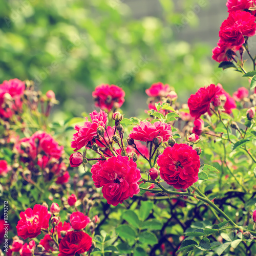 Garden with fresh red roses, floral natural hipster vintage instagram  background