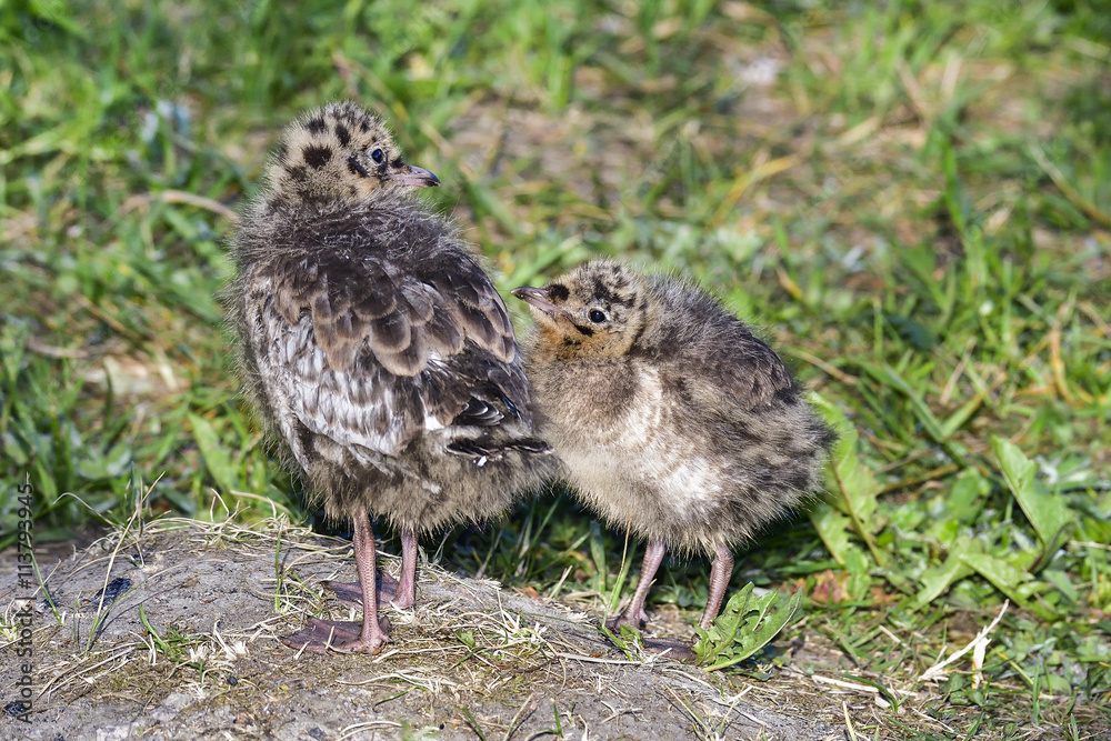 Obraz premium Black-headed gull