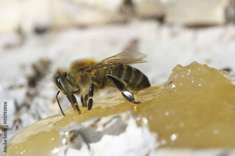 Bee eating honey. Bee eating honey.
