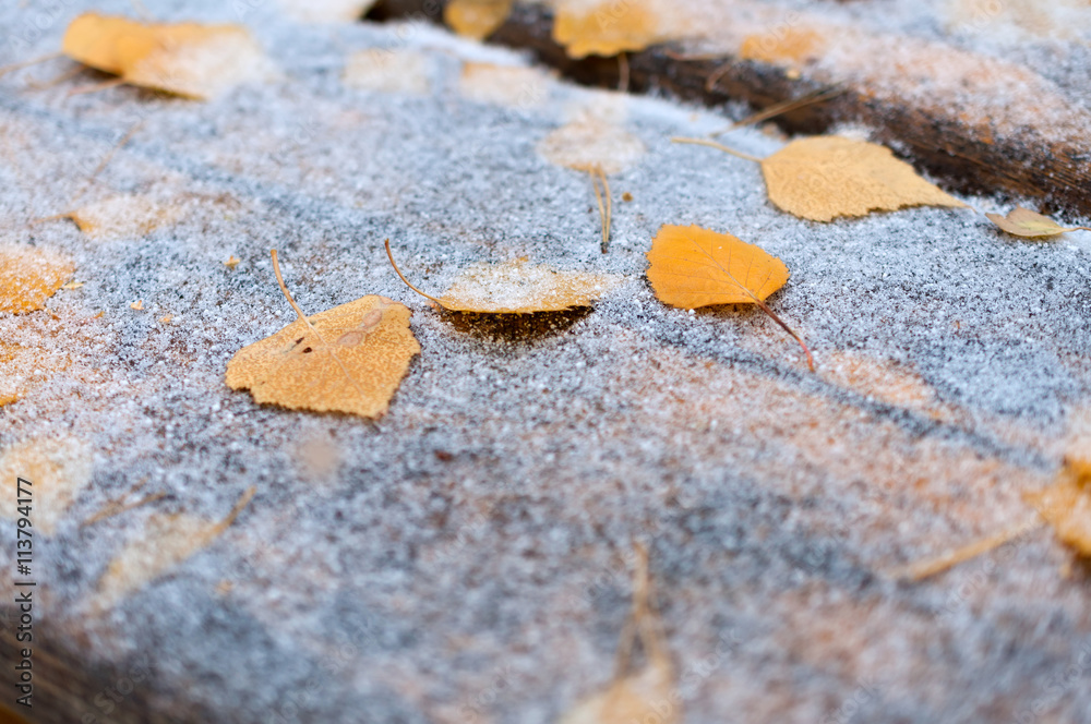 Yellow fallen leaves on the wooden table, covered with fine snow. Yellow fallen leaves on the wooden table, covered with fine snow.