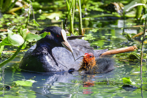 Eurasian coot photo