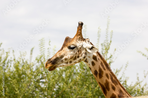 Giraffe