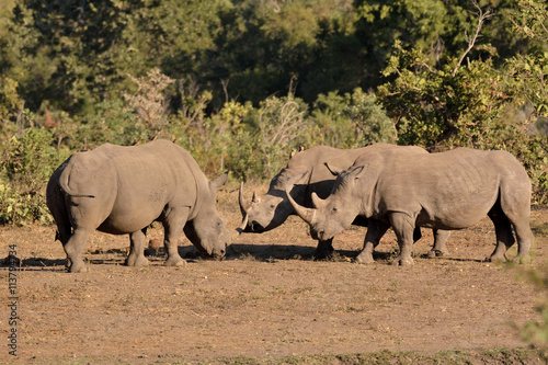 African white rhinoceros in a standoff confrontation between a strange bull and a cow with her mature calf.