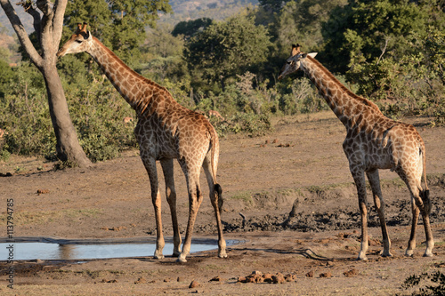 Two African giraffe standing alert before stooping to drink water at a remote waterhole