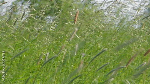 Meadow grass in the wind photo