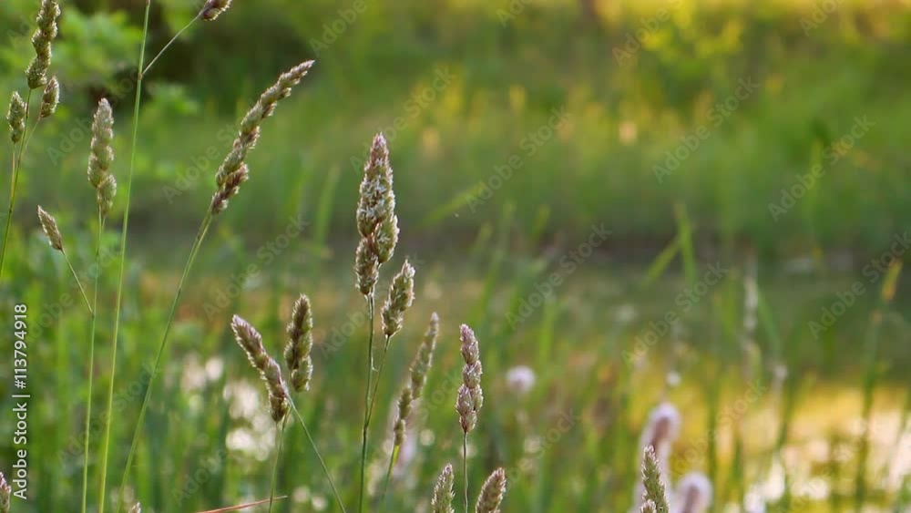 Meadow grass on a summer evening Meadow grass on a summer evening