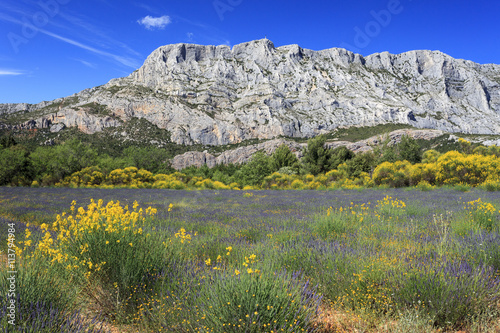 Billede på lærred Mount Sainte Victoire and Flowers