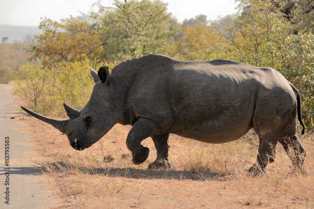 Fototapeta premium African white rhinoceros bull charging through the bush at speed to cross the road
