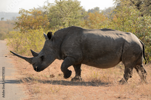 African white rhinoceros bull charging through the bush at speed to cross the road