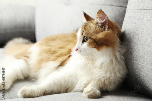 Beautiful cat on a grey sofa, close up