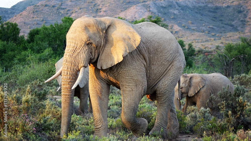 Fototapeta premium Der Elefant, ein riesiger Koloss mit langem Rüssel