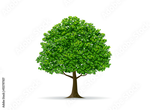 tree and leaf