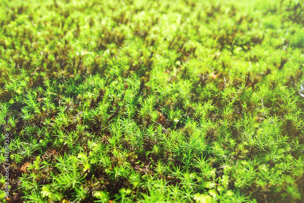 Green Moss in forest in rainy season Green Moss in forest in rainy season