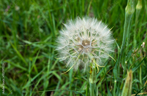 dandelion on a background of green grass © Olga Kovalenko