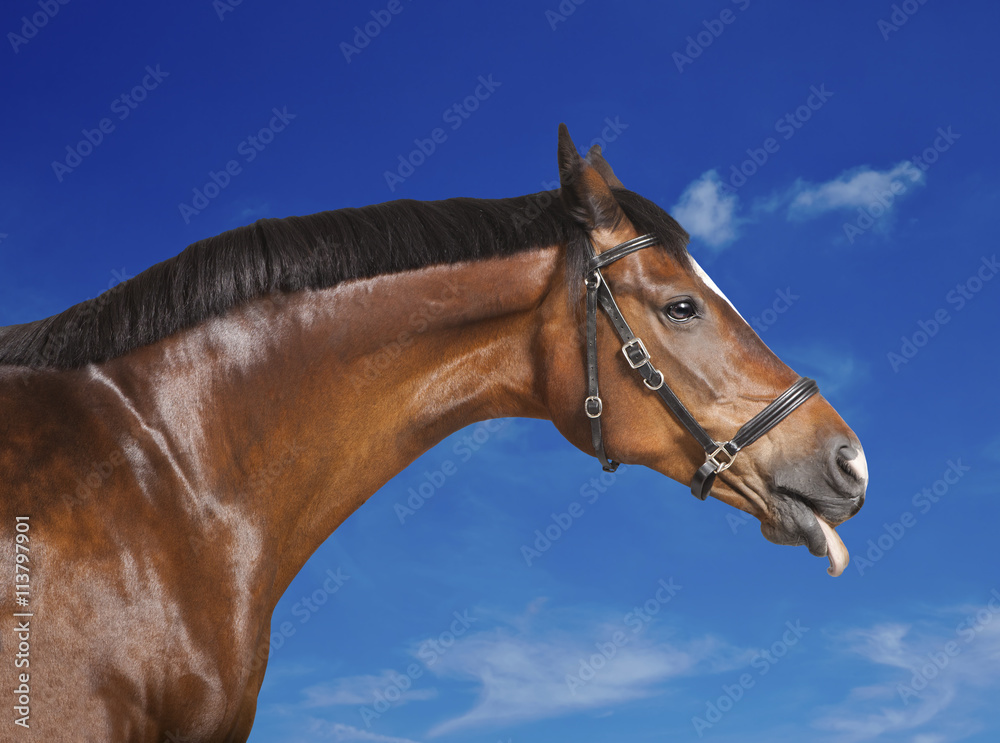 Obraz Pferd blauer Himmel